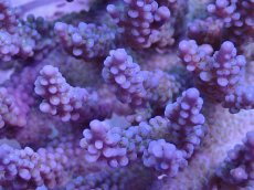 画像4: No.38 オーストラリア産 ファイヤーワークス (4)