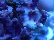 画像3: No.72 浅場ミドリイシ (3)