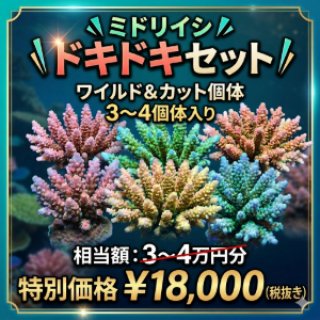 サンゴと海水魚のセット(値下げ) サンゴを買うならアクアスタイルユー（AQUASTYLEYOU）｜海水魚・サンゴ