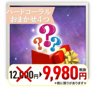 アクアスタイルユー（AQUASTYLEYOU）｜海水魚・サンゴの通販 販売