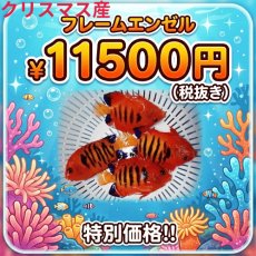 画像1: 大特価！　クリスマス産フレームエンゼル (1)