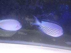 画像3: No.1 フィジー産 ヒレナガヤッコ ペア　　【珍しい、レアな個体♪】 (3)