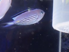 画像5: No.1 フィジー産 ヒレナガヤッコ ペア　　【珍しい、レアな個体♪】 (5)