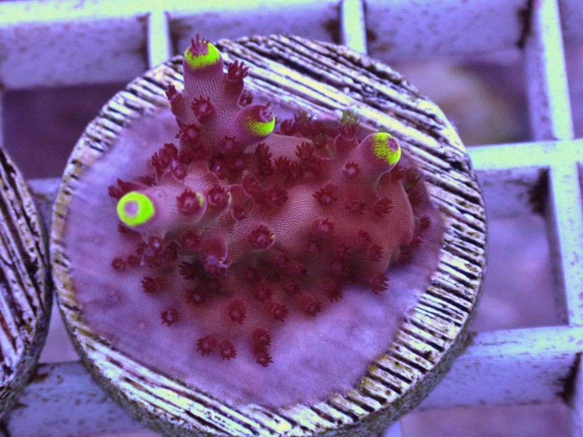 画像3: No.5 CE Acro Fox Flame　　【珍しい、レアな個体♪】 (3)