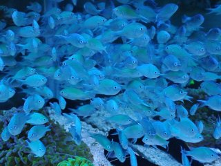 海水魚 を買うならアクアスタイルユー