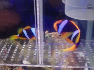 アクアスタイルユー（AQUASTYLEYOU）｜海水魚・サンゴの通販 販売
