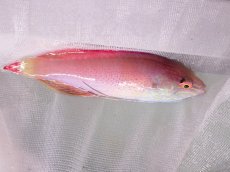 画像3: No.2 フィジー産 ベニヒレイトヒキベラ　　9ｃｍ (3)
