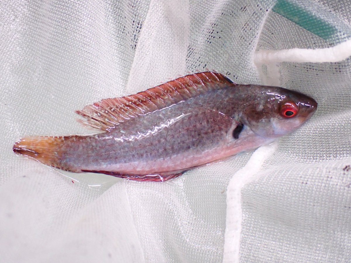 画像1: No.3 フィジー産 ドッテッド・フェアリーラス　　8.5ｃｍ (1)