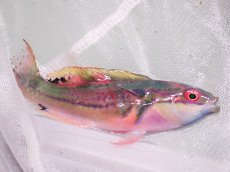 画像1: No.3 フィジー産 エクスクジットラス　　8ｃｍ (1)