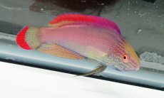 画像1: No.1 フィジー産 ベニヒレイトヒキベラ　♂　10.5ｃｍ (1)