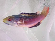 画像1: No.3 フィジー産 スコットラス　　10ｃｍ (1)