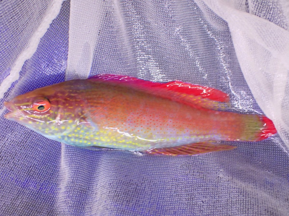 画像5: No.1 フィジー産 ベニヒレイトヒキベラ　♂　10.5ｃｍ (5)