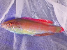 画像5: No.1 フィジー産 ベニヒレイトヒキベラ　♂　10.5ｃｍ (5)
