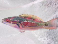 画像2: No.3 フィジー産 エクスクジットラス　　8ｃｍ (2)