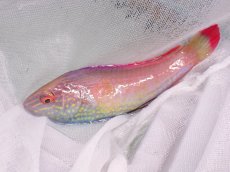 画像4: No.1 フィジー産 ベニヒレイトヒキベラ　♂　10.5ｃｍ (4)