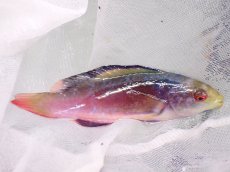 画像2: No.3 フィジー産 スコットラス　　10ｃｍ (2)
