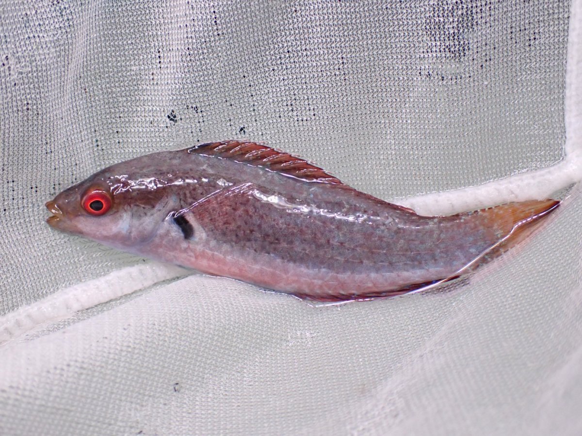 画像2: No.3 フィジー産 ドッテッド・フェアリーラス　　8.5ｃｍ (2)