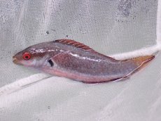 画像2: No.3 フィジー産 ドッテッド・フェアリーラス　　8.5ｃｍ (2)