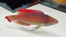 画像3: No.1 フィジー産 ベニヒレイトヒキベラ　♂　10.5ｃｍ (3)