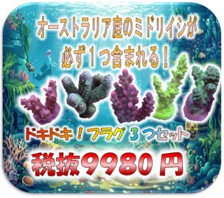 サンゴ 9点セット SPSフラグをかうならアクアスタイルユー（AQUASTYLEYOU）｜海水魚
