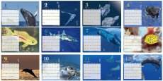 画像2: 小笠原の魚たち　カレンダー　2027年　卓上カレンダー (2)