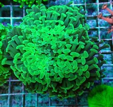 画像1: No.70 ナガレハナサンゴ メタリックグリーン (1)