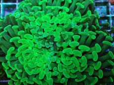 画像2: No.70 ナガレハナサンゴ メタリックグリーン (2)