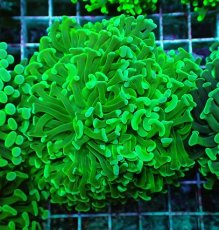 画像1: No.71 ナガレハナサンゴ メタリックグリーン (1)