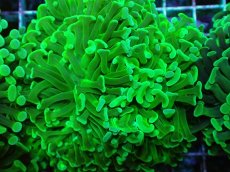 画像2: No.71 ナガレハナサンゴ メタリックグリーン (2)