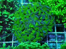 画像1: No.73 ナガレハナサンゴ 茎グリーン (1)