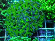 画像2: No.73 ナガレハナサンゴ 茎グリーン (2)