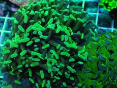 画像2: No.74 ナガレハナサンゴ メタリックグリーン (2)