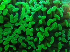 画像2: No.75 ナガレハナサンゴ メタリックグリーン (2)