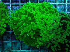 画像1: No.76 ナガレハナサンゴ メタリックグリーン (1)