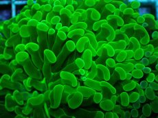 画像2: No.76 ナガレハナサンゴ メタリックグリーン (2)