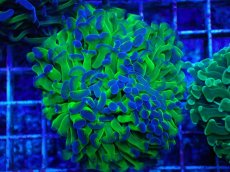 画像1: No.77 ナガレハナサンゴ 茎グリーン (1)