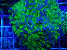 画像2: No.77 ナガレハナサンゴ 茎グリーン (2)