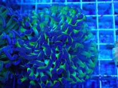 画像1: No.78 ナガレハナサンゴ 茎グリーン (1)