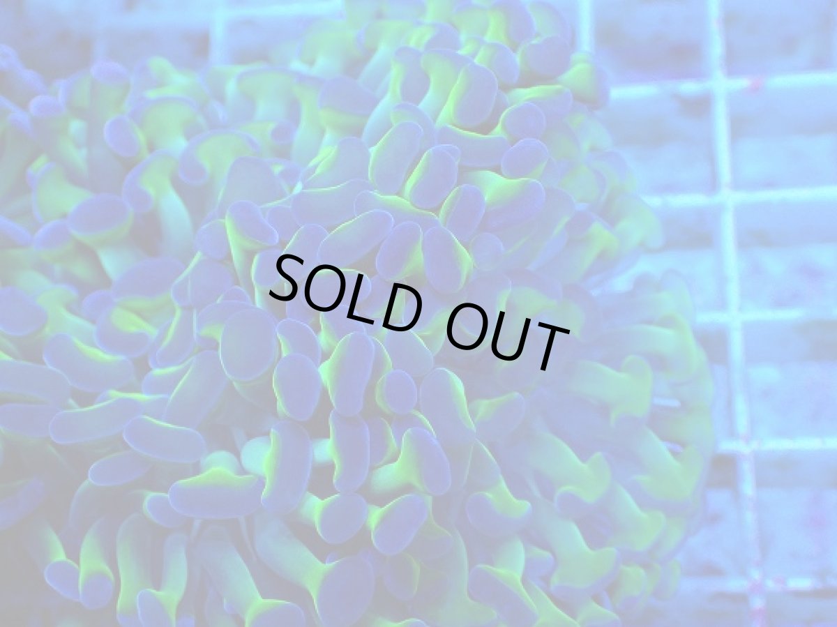 画像2: No.78 ナガレハナサンゴ 茎グリーン (2)