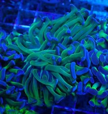 画像1: No.79 ナガレハナサンゴ 茎グリーン (1)