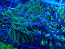 画像2: No.79 ナガレハナサンゴ 茎グリーン (2)