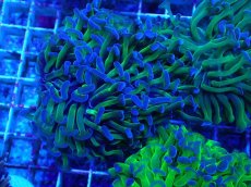 画像1: No.80 ナガレハナサンゴ 茎グリーン (1)