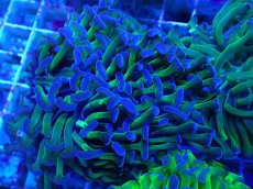 画像2: No.80 ナガレハナサンゴ 茎グリーン (2)