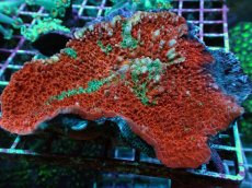 画像1: No.1 キッカサンゴ レッドマルチカラー (1)