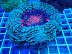 画像1: No.21 アザミハナガタサンゴ オレンジマルチ (1)