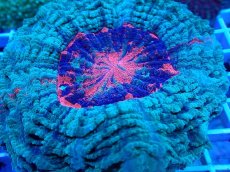 画像2: No.21 アザミハナガタサンゴ オレンジマルチ (2)