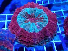 画像1: No.22 アザミハナガタサンゴ レッドマルチ (1)