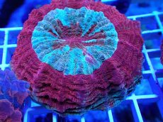 画像2: No.22 アザミハナガタサンゴ レッドマルチ (2)