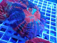 画像1: No.23 アザミハナガタサンゴ オレンジマルチ (1)