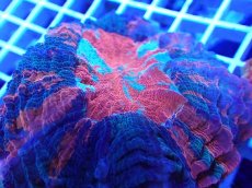 画像2: No.23 アザミハナガタサンゴ オレンジマルチ (2)